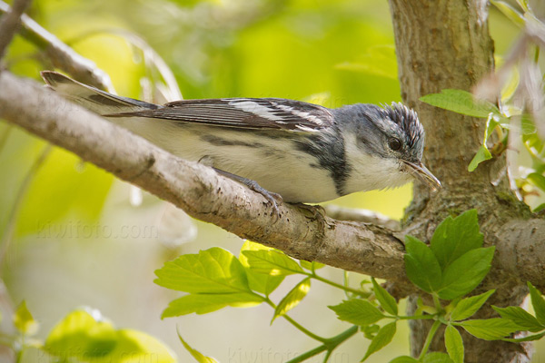 Cerulean Warbler Image @ Kiwifoto.com