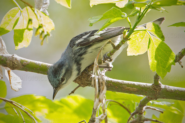 Cerulean Warbler Photo @ Kiwifoto.com