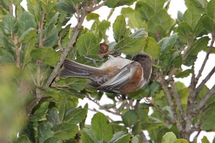 Chestnut-backed Chickadee Image @ Kiwifoto.com