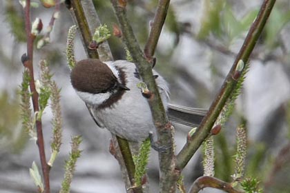 Chestnut-backed Chickadee Image @ Kiwifoto.com