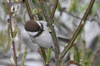 Chestnut-backed Chickadee Photo @ Kiwifoto.com