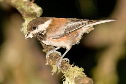 Chestnut-backed Chickadee Image @ Kiwifoto.com