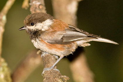 Chestnut-backed Chickadee Image @ Kiwifoto.com