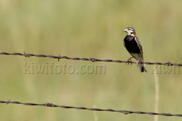 Chestnut-collared Longspur Photo @ Kiwifoto.com