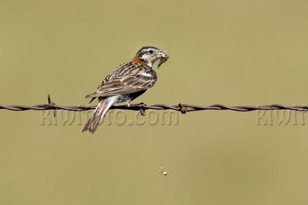 Chestnut-collared Longspur Photo @ Kiwifoto.com
