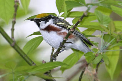 Chestnut-sided Warbler Photo @ Kiwifoto.com