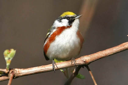 Chestnut-sided Warbler