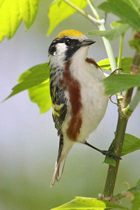 Chestnut-sided Warbler Photo @ Kiwifoto.com