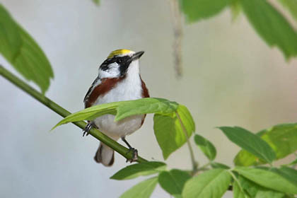 Chestnut-sided Warbler Image @ Kiwifoto.com