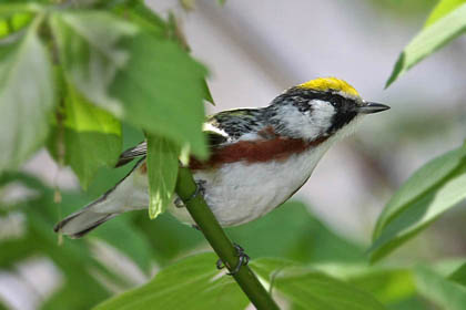 Chestnut-sided Warbler Photo @ Kiwifoto.com