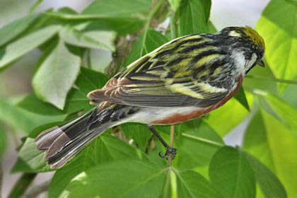 Chestnut-sided Warbler Image @ Kiwifoto.com