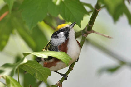 Chestnut-sided Warbler Image @ Kiwifoto.com