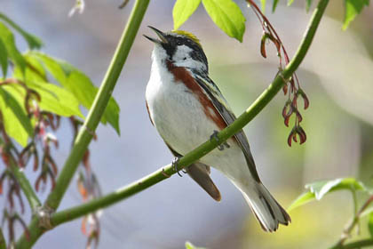 Chestnut-sided Warbler Image @ Kiwifoto.com