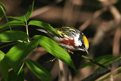 Chestnut-sided Warbler Picture @ Kiwifoto.com