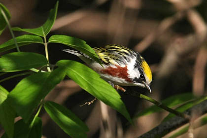 Chestnut-sided Warbler Photo @ Kiwifoto.com