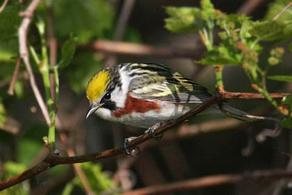 Chestnut-sided Warbler Image @ Kiwifoto.com