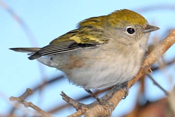 Chestnut-sided Warbler Photo @ Kiwifoto.com
