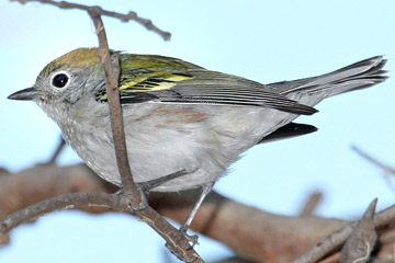 Chestnut-sided Warbler Image @ Kiwifoto.com