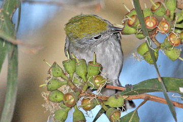 Chestnut-sided Warbler Image @ Kiwifoto.com