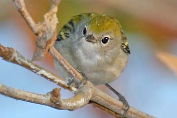 Chestnut-sided Warbler Photo @ Kiwifoto.com