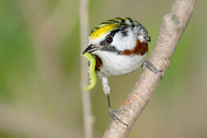 Chestnut-sided Warbler Image @ Kiwifoto.com
