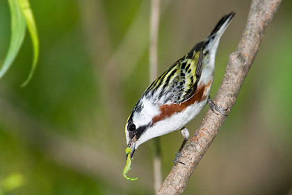 Chestnut-sided Warbler Picture @ Kiwifoto.com