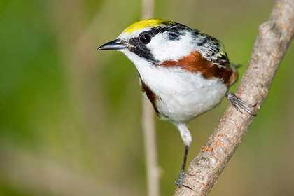 Chestnut-sided Warbler Image @ Kiwifoto.com