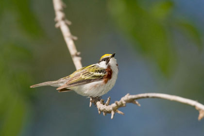 Chestnut-sided Warbler Image @ Kiwifoto.com