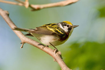 Chestnut-sided Warbler Photo @ Kiwifoto.com