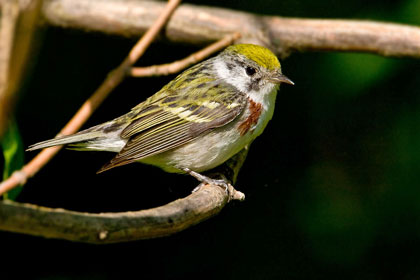 Chestnut-sided Warbler Picture @ Kiwifoto.com