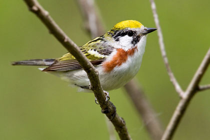 Chestnut-sided Warbler Image @ Kiwifoto.com