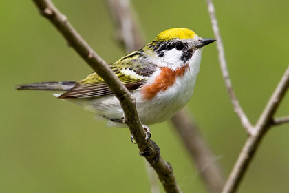 Chestnut-sided Warbler Photo @ Kiwifoto.com