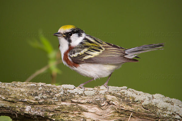 Chestnut-sided Warbler Image @ Kiwifoto.com