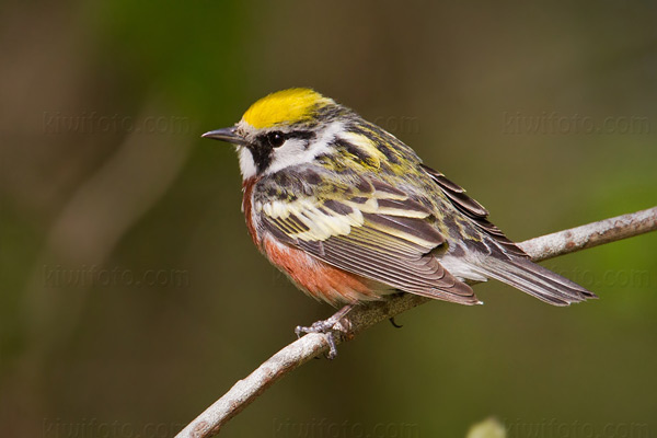 Chestnut-sided Warbler Image @ Kiwifoto.com