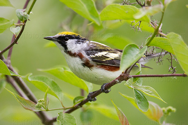 Chestnut-sided Warbler Photo @ Kiwifoto.com