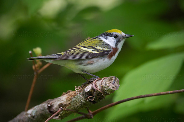 Chestnut-sided Warbler Photo @ Kiwifoto.com