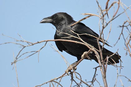 Chihuahuan Raven