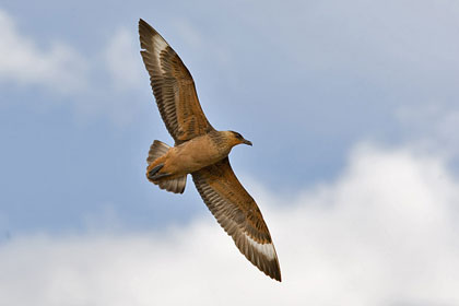 Chilean Skua Picture @ Kiwifoto.com