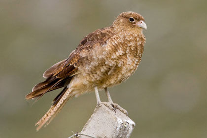 Chimango Caracara Picture @ Kiwifoto.com