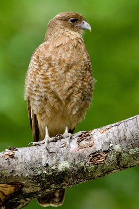 Chimango Caracara Image @ Kiwifoto.com