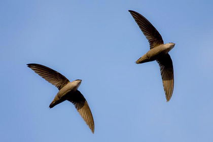 Chimney Swift Image @ Kiwifoto.com