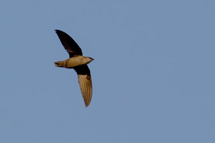 Chimney Swift Image @ Kiwifoto.com