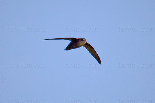 Chimney Swift Image @ Kiwifoto.com