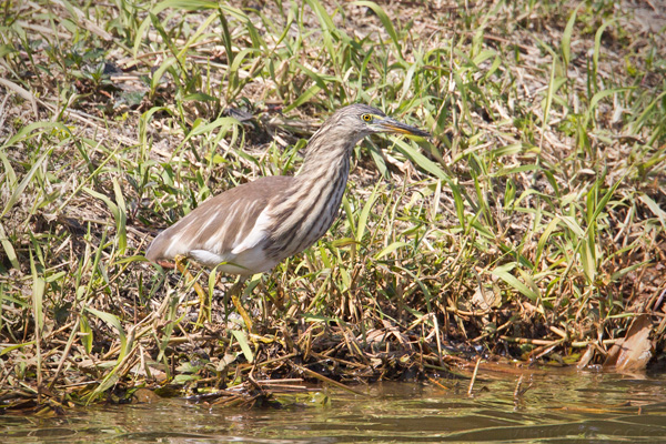 Chinese Pond-Heron Picture @ Kiwifoto.com