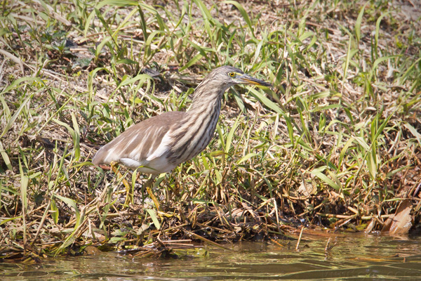 Chinese Pond-Heron Photo @ Kiwifoto.com