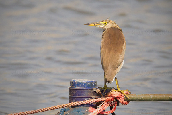 Chinese Pond-Heron Picture @ Kiwifoto.com