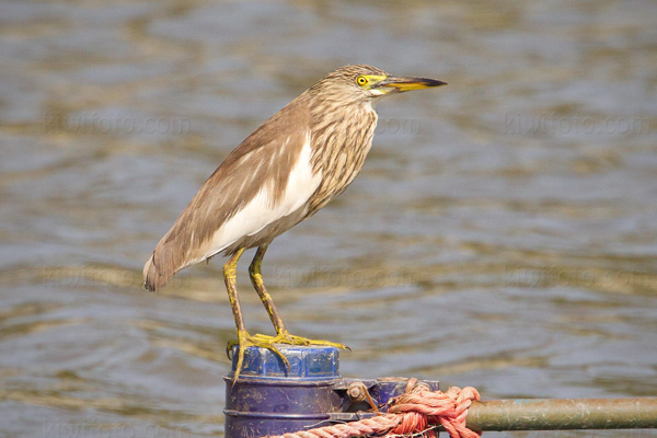 Chinese Pond-Heron