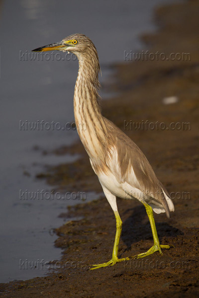 Chinese Pond-Heron Image @ Kiwifoto.com