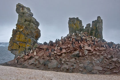 Chinstrap Penguin Image @ Kiwifoto.com