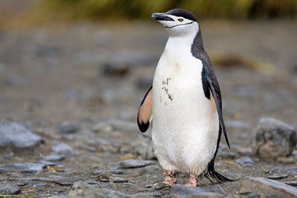 Chinstrap Penguin Photo @ Kiwifoto.com